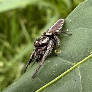 Sandalodes bipenicillatus at Ainslie, ACT - 27 Nov 2022 03:58 PM