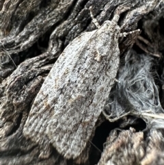 Acropolitis ergophora (A tortrix or leafroller moth) at Blue Gum Point to Attunga Bay - 17 Dec 2022 by Pirom