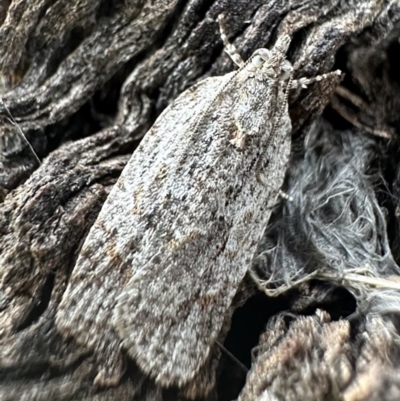 Acropolitis ergophora (A tortrix or leafroller moth) at Yarralumla, ACT - 17 Dec 2022 by Pirom