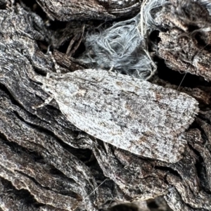 Acropolitis ergophora at Yarralumla, ACT - 17 Dec 2022