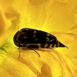 Mordellidae (family) at Ainslie, ACT - 3 Dec 2022 05:38 PM