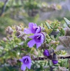 Prostanthera decussata (Dense Mint Bush) at Tennent, ACT - 15 Dec 2022 by NedJohnston