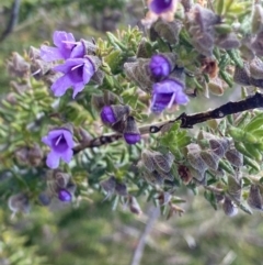 Prostanthera decussata at Tennent, ACT - 15 Dec 2022 01:35 PM