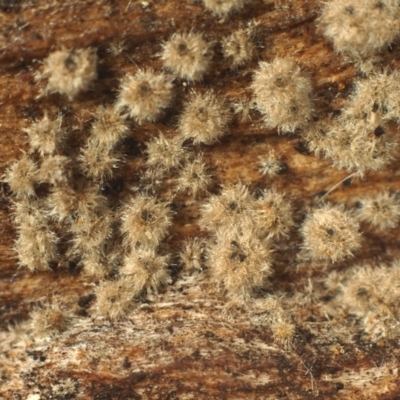 Echinosphaeria aff. canescens at Macquarie, ACT - 7 Aug 2022 by Heino1