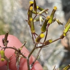 Senecio quadridentatus (Cotton Fireweed) at Tennent, ACT - 15 Dec 2022 by Ned_Johnston