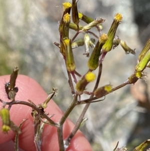 Senecio quadridentatus at Tennent, ACT - 15 Dec 2022