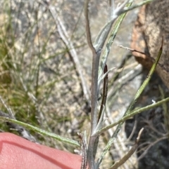 Senecio quadridentatus at Tennent, ACT - 15 Dec 2022