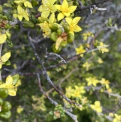 Asterolasia trymalioides (Alpine Star Bush) at Tennent, ACT - 15 Dec 2022 by NedJohnston