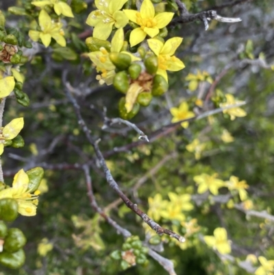 Asterolasia trymalioides (Alpine Star Bush) at Tennent, ACT - 15 Dec 2022 by NedJohnston