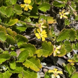 Goodenia hederacea subsp. alpestris at Tennent, ACT - 15 Dec 2022 01:23 PM