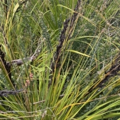 Gahnia subaequiglumis (Bog Saw-sedge) at Tharwa, ACT - 15 Dec 2022 by NedJohnston