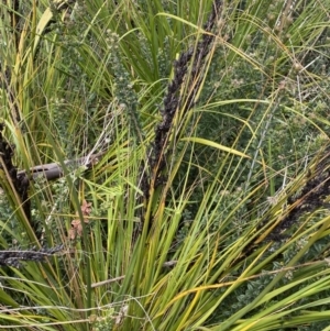 Gahnia subaequiglumis at Tharwa, ACT - 15 Dec 2022