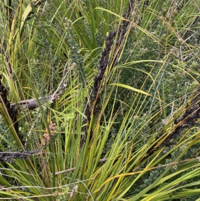 Gahnia subaequiglumis (Bog Saw-sedge) at Tharwa, ACT - 15 Dec 2022 by NedJohnston