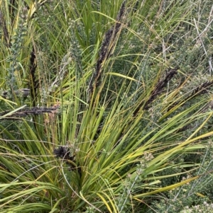 Gahnia subaequiglumis at Tharwa, ACT - 15 Dec 2022