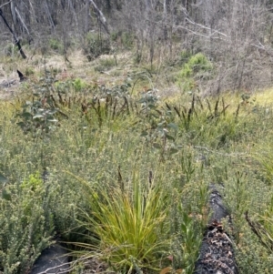 Gahnia subaequiglumis at Tharwa, ACT - 15 Dec 2022