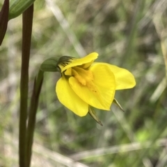 Diuris monticola (Highland Golden Moths) at Tennent, ACT - 15 Dec 2022 by NedJohnston