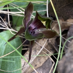 Chiloglottis valida at Tennent, ACT - suppressed