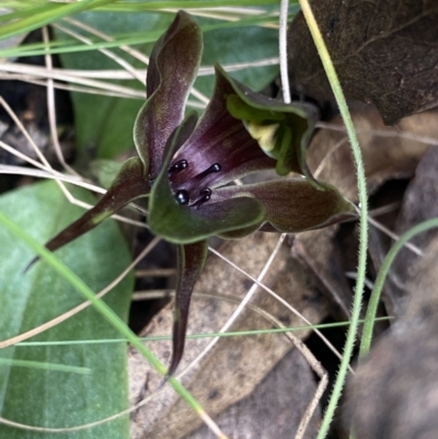 Chiloglottis valida (Large Bird Orchid) at Tennent, ACT - 15 Dec 2022 by NedJohnston