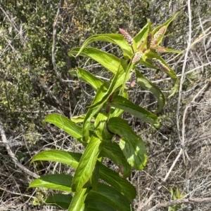 Veronica derwentiana at Tennent, ACT - 15 Dec 2022