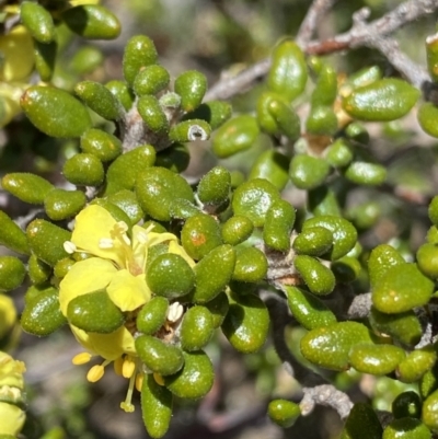 Asterolasia trymalioides (Alpine Star Bush) at Tharwa, ACT - 15 Dec 2022 by NedJohnston