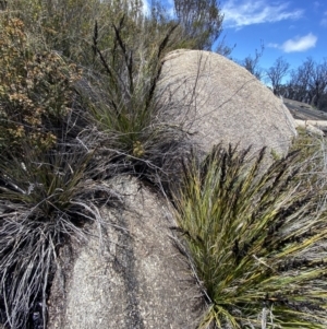 Gahnia subaequiglumis at Tharwa, ACT - 15 Dec 2022