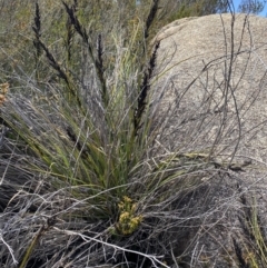 Gahnia subaequiglumis at Tharwa, ACT - 15 Dec 2022