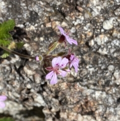 Pelargonium australe at Tennent, ACT - 15 Dec 2022