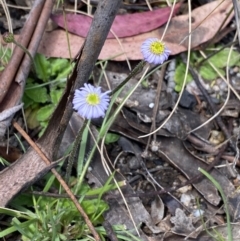 Lagenophora stipitata (Common Lagenophora) at Tennent, ACT - 15 Dec 2022 by NedJohnston