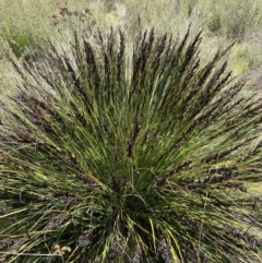 Gahnia subaequiglumis (Bog Saw-sedge) at Tharwa, ACT - 15 Dec 2022 by NedJohnston