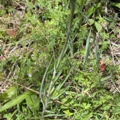 Tragopogon dubius at Tennent, ACT - 15 Dec 2022