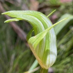 Pterostylis monticola at Tennent, ACT - suppressed