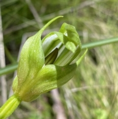 Pterostylis monticola at Tennent, ACT - suppressed