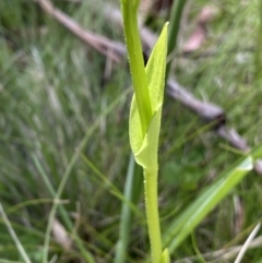 Pterostylis monticola at Tennent, ACT - suppressed