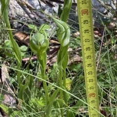 Pterostylis monticola at Tennent, ACT - suppressed