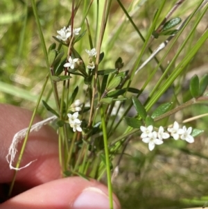 Asperula gunnii at Tennent, ACT - 15 Dec 2022