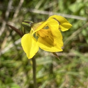 Diuris monticola at Tennent, ACT - 15 Dec 2022