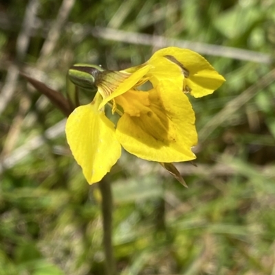 Diuris monticola (Highland Golden Moths) at Tennent, ACT - 15 Dec 2022 by NedJohnston