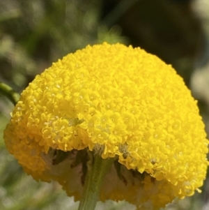 Craspedia paludicola at Tharwa, ACT - 15 Dec 2022