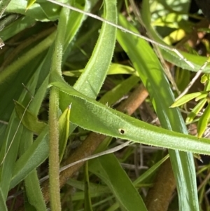 Craspedia paludicola at Tharwa, ACT - 15 Dec 2022