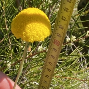 Craspedia paludicola at Tharwa, ACT - 15 Dec 2022