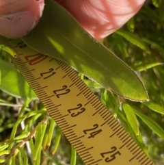 Craspedia paludicola at Tharwa, ACT - 15 Dec 2022