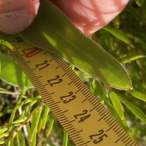 Craspedia paludicola at Tharwa, ACT - 15 Dec 2022