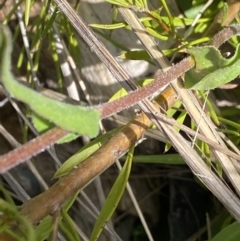 Craspedia paludicola at Tharwa, ACT - 15 Dec 2022