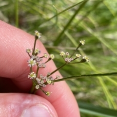 Gingidia harveyana (Slender Gingidia) at Tennent, ACT - 14 Dec 2022 by Ned_Johnston