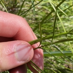 Gingidia harveyana at Tennent, ACT - 15 Dec 2022