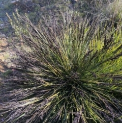 Gahnia subaequiglumis (Bog Saw-sedge) at Paddys River, ACT - 15 Dec 2022 by NedJohnston