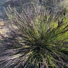 Gahnia subaequiglumis (Bog Saw-sedge) at Paddys River, ACT - 14 Dec 2022 by Ned_Johnston