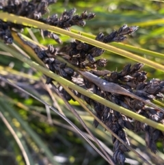 Gahnia subaequiglumis at Paddys River, ACT - 15 Dec 2022