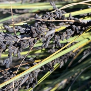 Gahnia subaequiglumis at Paddys River, ACT - 15 Dec 2022