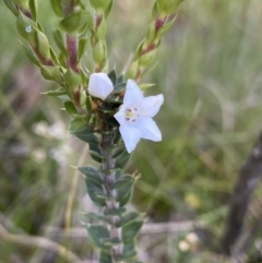 Epacris breviflora (Drumstick Heath) at Tennent, ACT - 15 Dec 2022 by NedJohnston